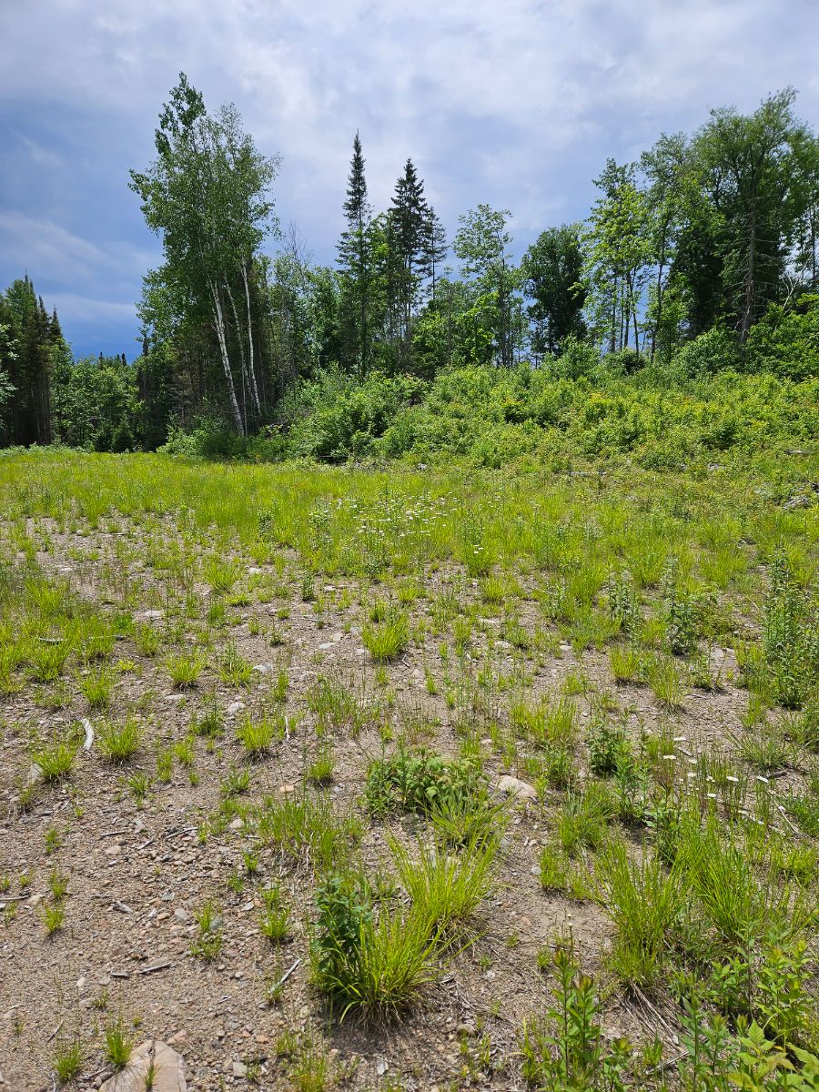 Photo of Group site at end of side trail 3