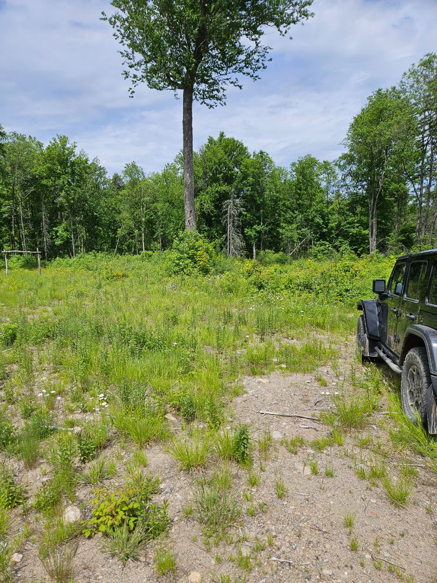Photo of Group site at end of side trail 3